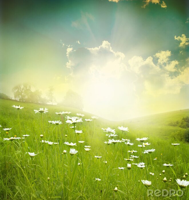 Canvas Een veld van gras en witte bloemen