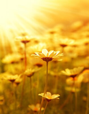 Een veld vol bloemen in de zon