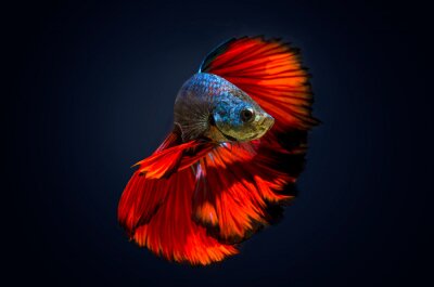 Canvas Een vis met een rode staart