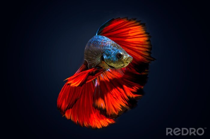 Canvas Een vis met een rode staart