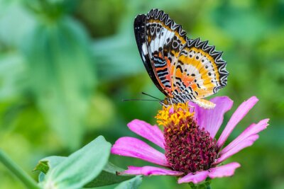 Een vlinder op een bloem van Zinnia