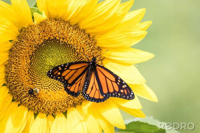 Canvas Een vlinder zittend op een zonnebloem