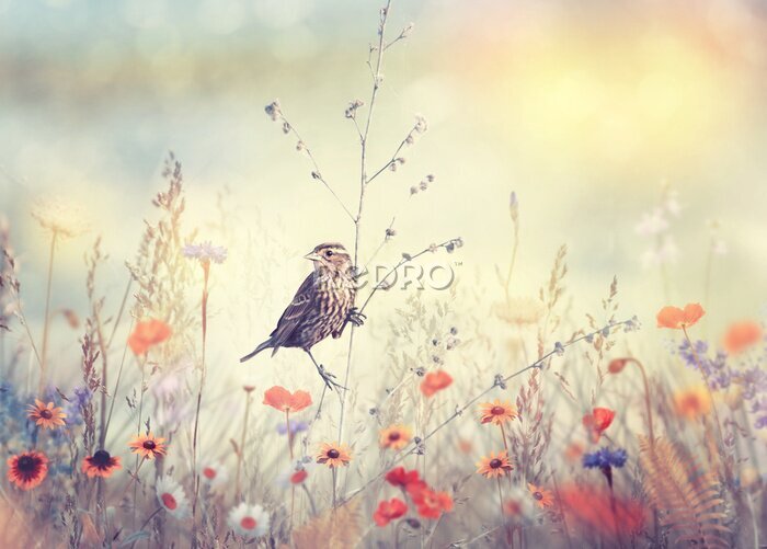 Canvas Een vogel in een veldweide