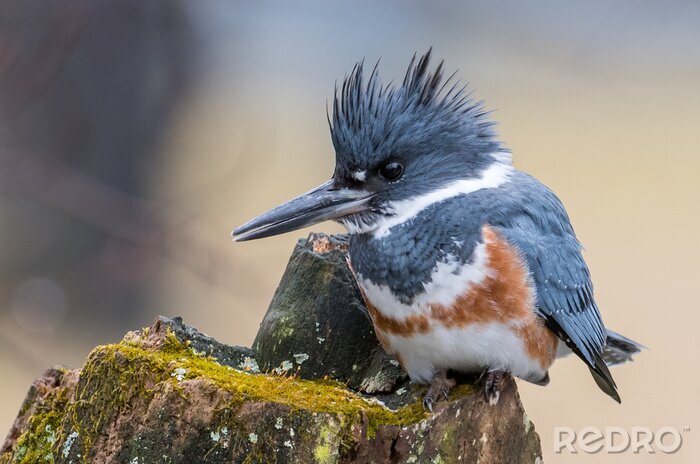 Canvas Een vogel met opstaande manen