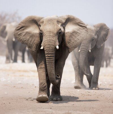Een wandelende kudde olifanten