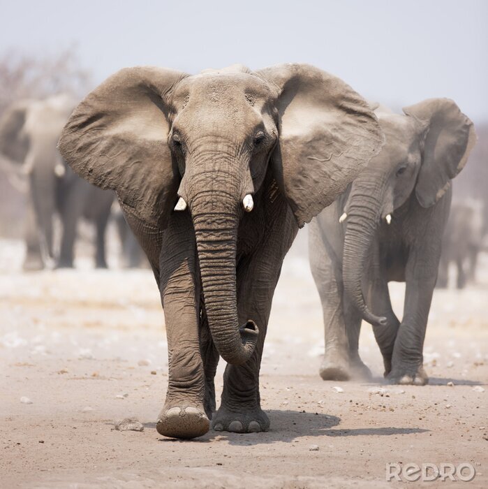 Canvas Een wandelende kudde olifanten
