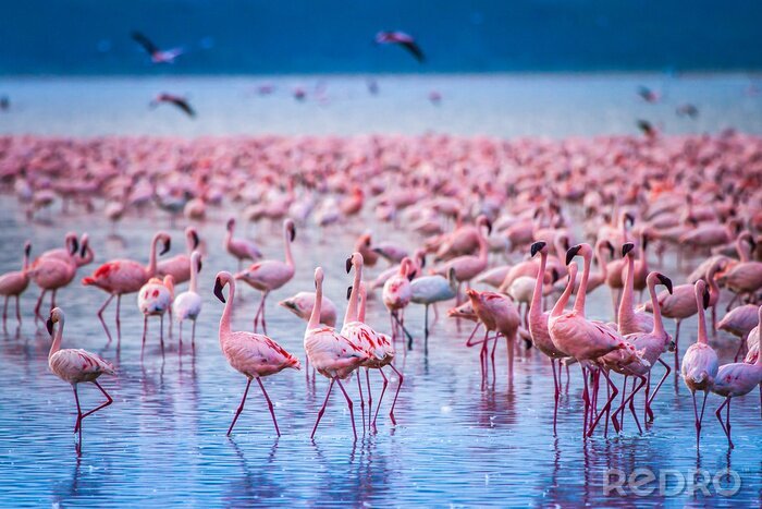 Canvas Een zwerm flamingo's in Afrika