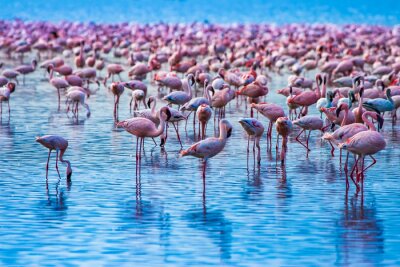 Een zwerm flamingo's in het water