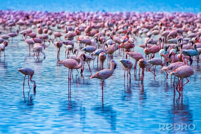 Canvas Een zwerm flamingo's in het water