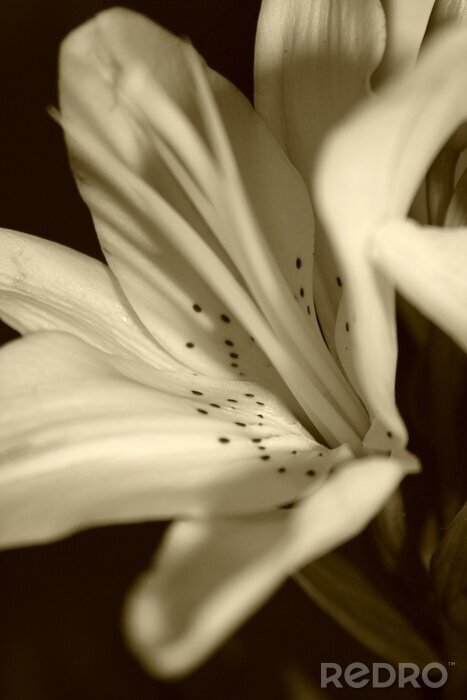 Canvas eenvoudige elegantie