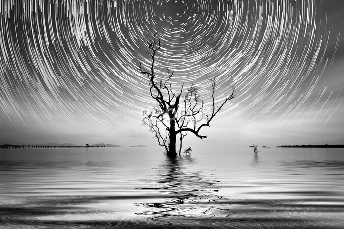 Canvas Eenzame boom en sterren