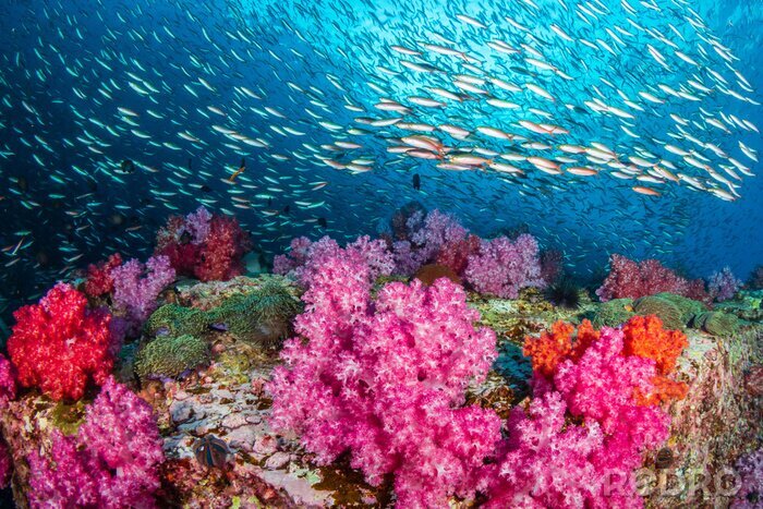 Canvas Enorme aantallen kleurrijke tropische vissen die rond een mooi koraalrif zwemmen