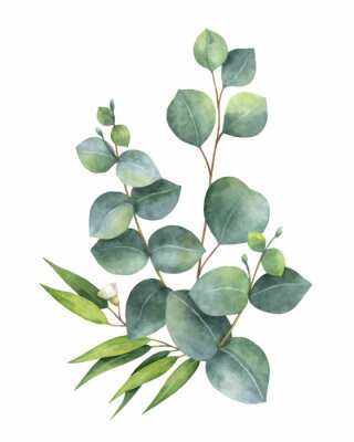 Eucalyptusbladeren aan bruine twijgen