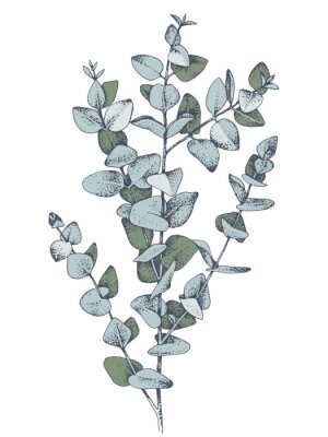 Eucalyptusbladeren schetsen in het groen
