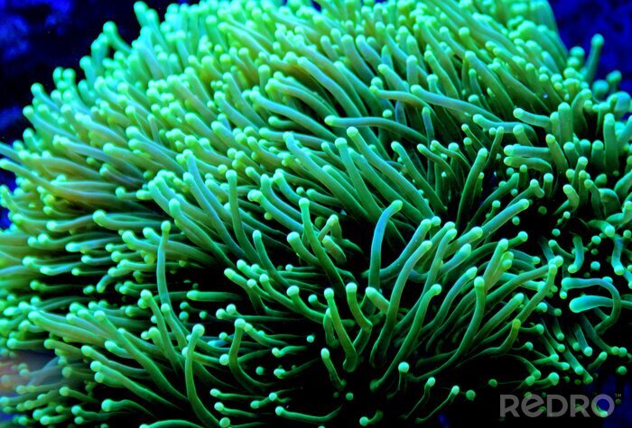 Canvas Euphyllia Torch vult koraal in rifaquarium