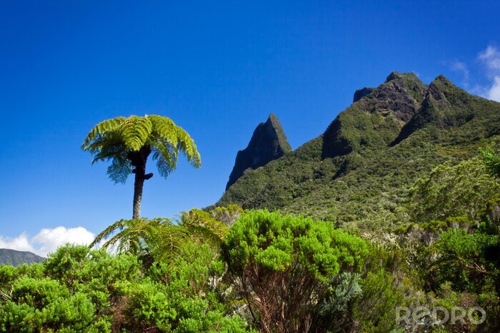 Canvas Exotisch oerwoudlandschap