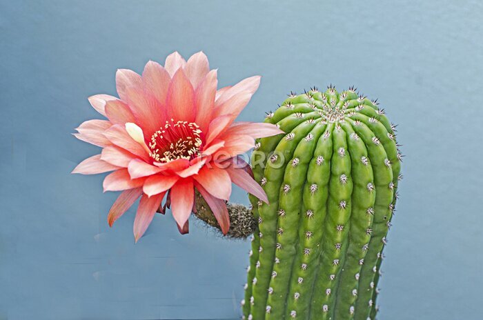 Canvas Exotische cactus met roze bloem