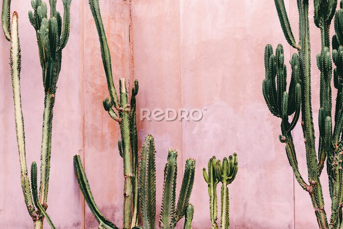 Canvas Exotische cactussen op betonnen achtergrond in roze tinten