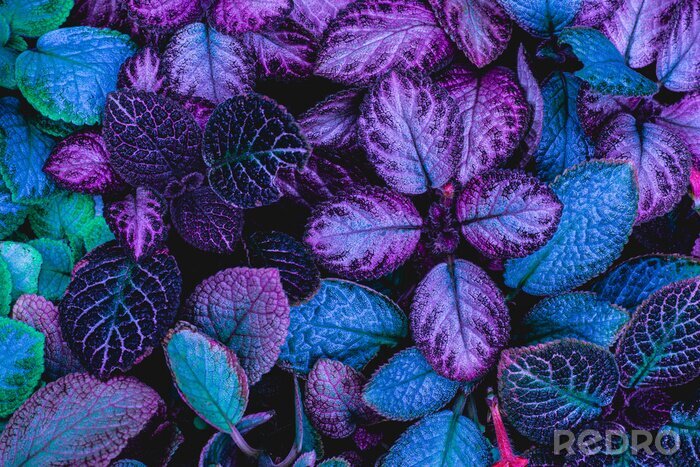 Canvas Exotische paarse plant