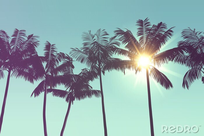 Canvas Exotische palmbomen in het zonlicht