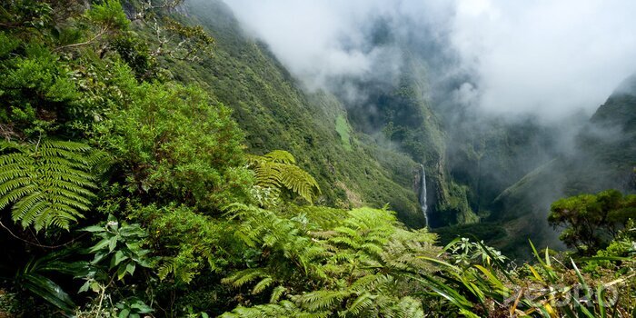 Canvas Exotische planten in de bergen