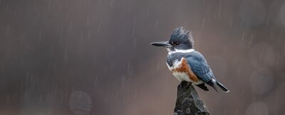 Exotische vogel in de regen