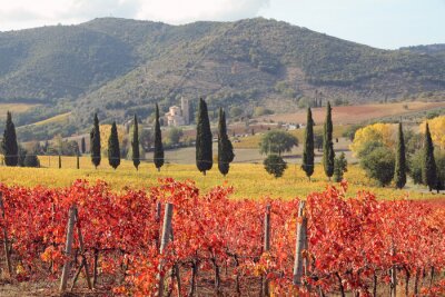 Canvas fantastisch landschap van de Toscaanse wijngaarden in de herfst