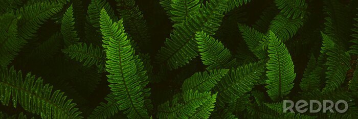 Canvas Fern plants. Fern leaf. Green fern leaves in forest. natural texture pattern background. Tropical foliage in jungle.
