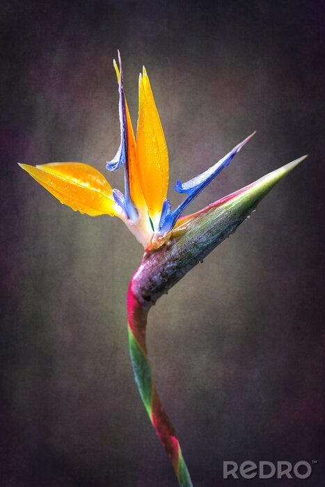 Canvas fine art Strelitzia flower