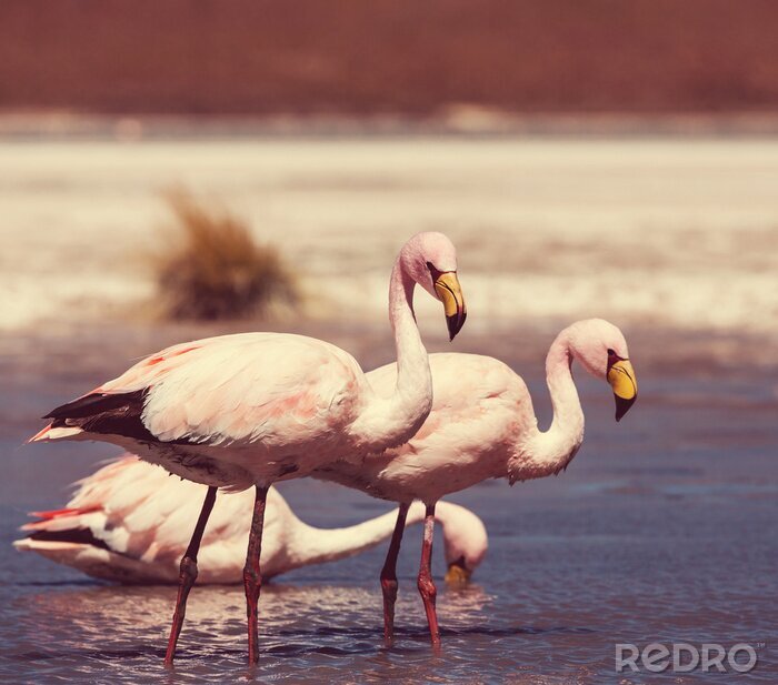 Canvas Flamingo