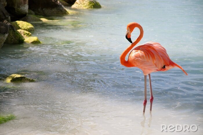 Canvas Flamingo loopt in het water