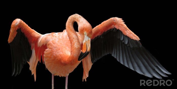 Canvas Flamingo met gespreide vleugels