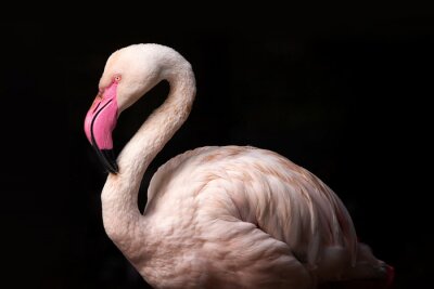 Canvas Flamingo op een donkere achtergrond