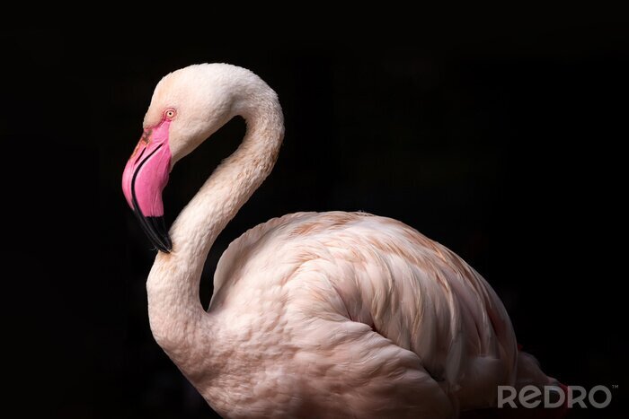 Canvas Flamingo op een donkere achtergrond