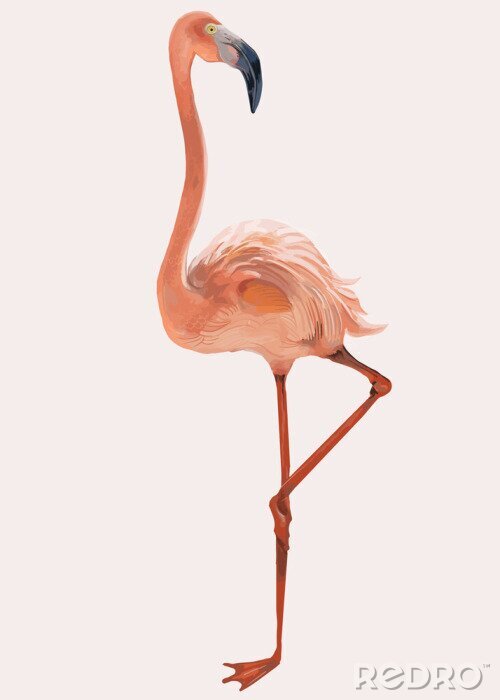 Canvas Flamingo op een witte achtergrond