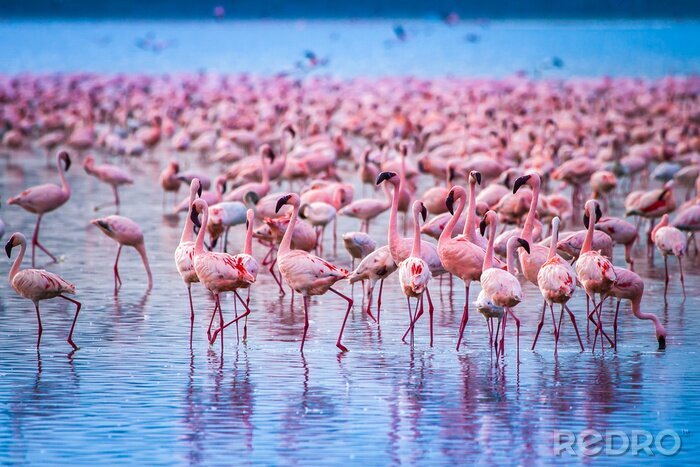 Canvas Flamingo's in een kudde