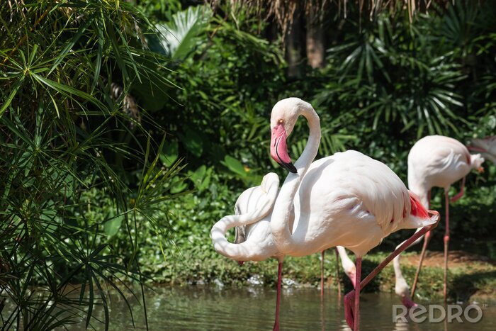 Canvas Flamingo's in het water
