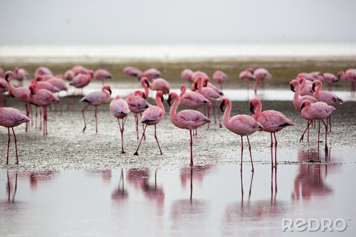 Canvas Flamingo's in Wallis Bay, Namibië, Afrika