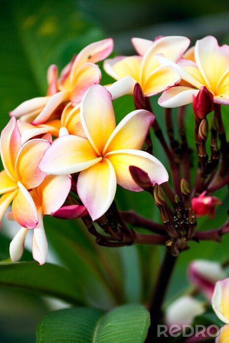 Canvas fleur frangipanier