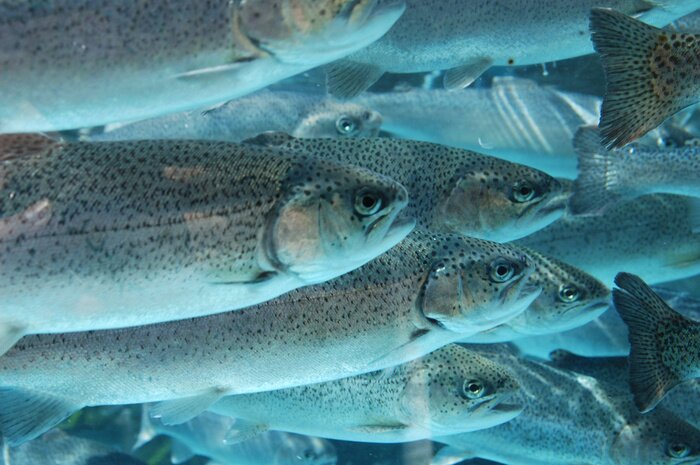 Canvas Forel in het water