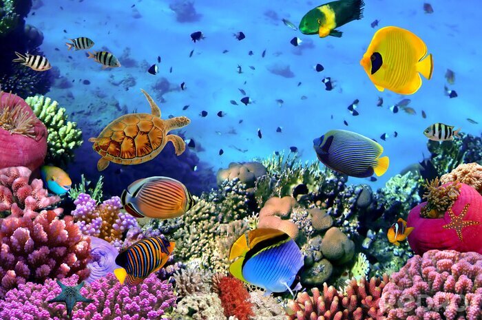 Canvas Foto van een koraal kolonie