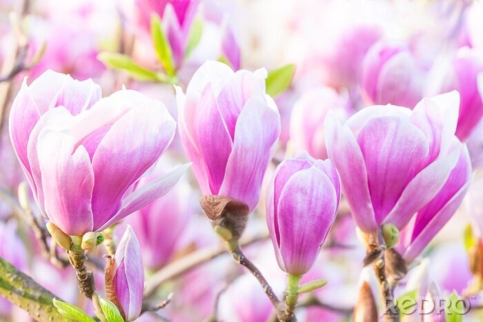 Canvas Foto van verschillende magnoliaknoppen