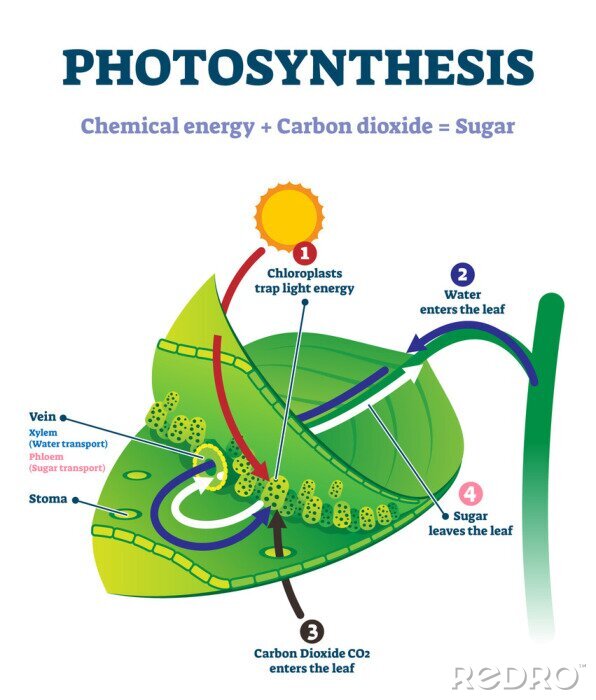 Canvas Fotosyntheseproces afgebeeld op een blad