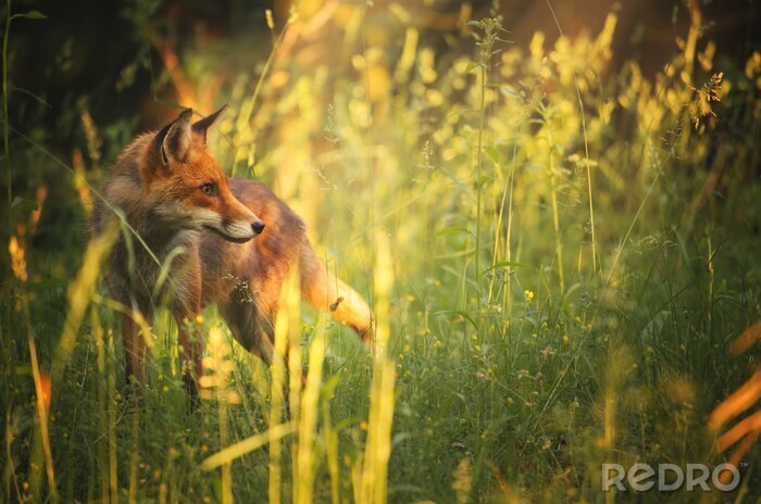 Canvas Fox op de zomer bos