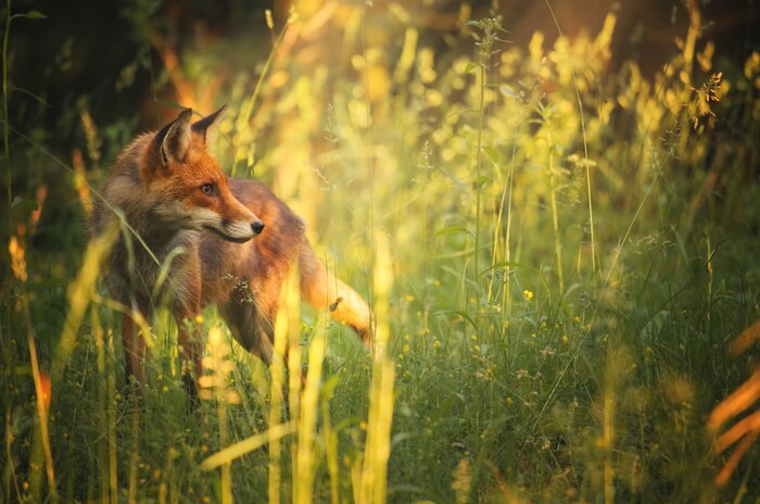 Canvas Fox op de zomer bos