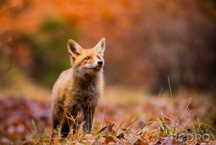 Canvas Fox (Vulpes vulpes) in bos europa
