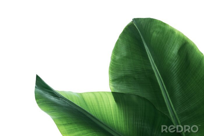 Canvas Fresh green banana leaves on white background, top view. Tropical foliage