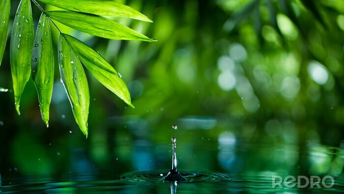 Canvas fresh green leaves with water drops over the water , relaxation with water ripple drops concept
