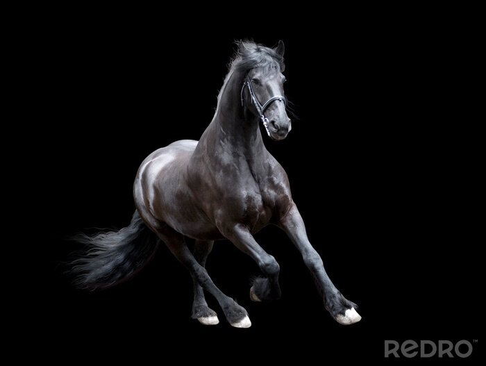 Canvas Fries paard op zwarte achtergrond
