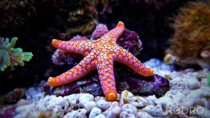 Canvas Fromia seastar in koraalrif aquarium tank is een van de meest verbazingwekkende levende decoraties